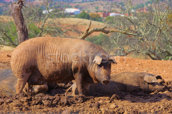 Black Iberian pig 04 Stock photo © LianeM