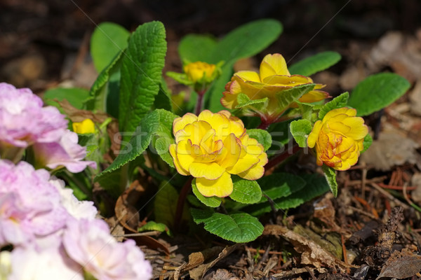 primrose flower in spring Stock photo © LianeM