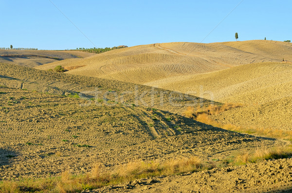 [[stock_photo]]: Toscane · terres · s'adapter · ciel · arbre · bleu