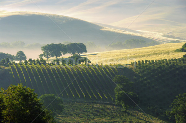 Toscane heuvels 10 huis boom gras Stockfoto © LianeM
