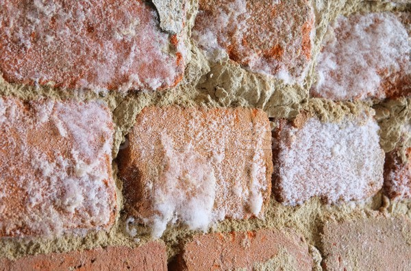 wall with mould fungus 01 Stock photo © LianeM