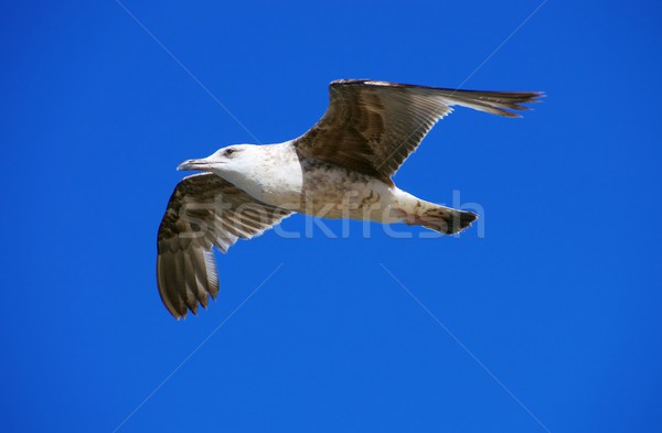 gull flying 05 Stock photo © LianeM