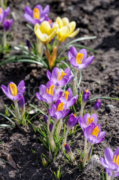 Crocus  Stock photo © LianeM