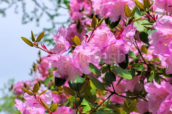 Rhododendron williamsianum Wega Stock photo © LianeM