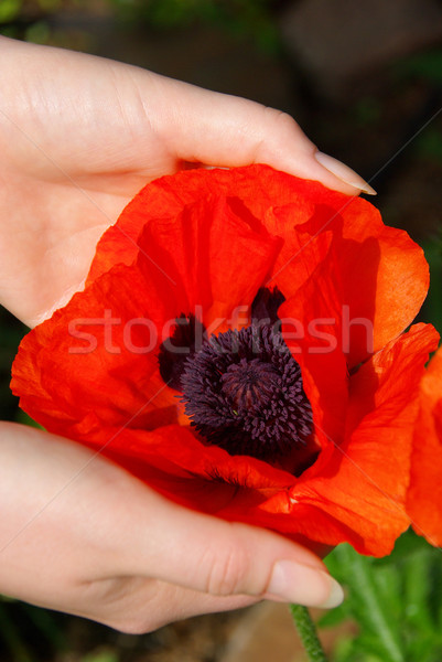 oriental poppy in hands 03 Stock photo © LianeM