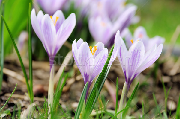 Crocus 50 Stock photo © LianeM