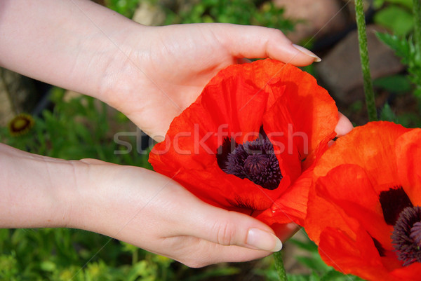 oriental poppy in hands 01 Stock photo © LianeM