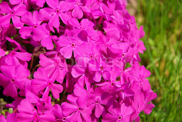 Moss Phlox 12 Stock photo © LianeM