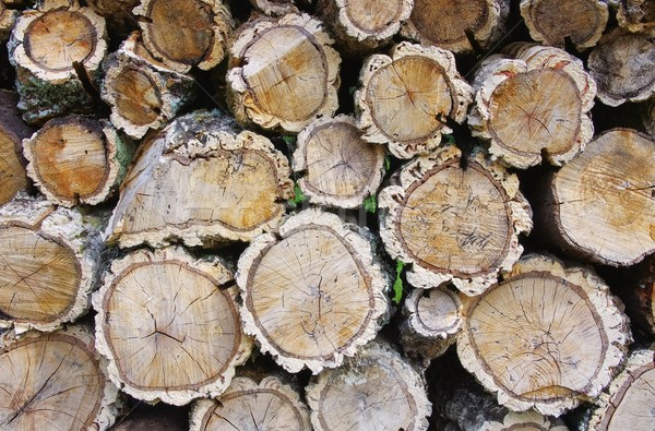 stack of wood from cork oak 05 Stock photo © LianeM