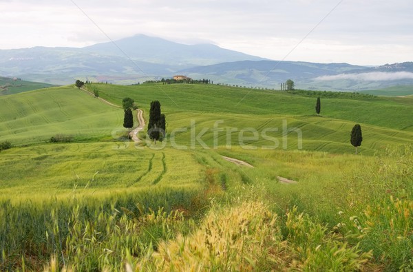 Tuscany cypress trees with track  Stock photo © LianeM