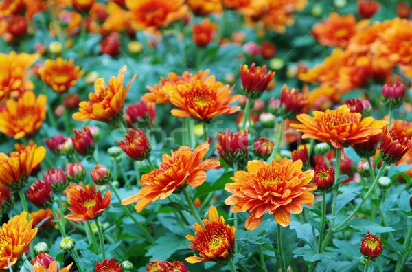 Stockfoto: Chrysant · schoonheid · oranje · groene · patroon · macro