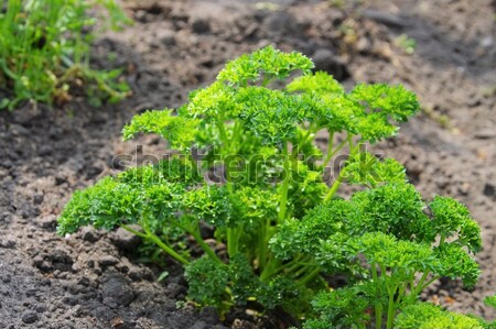 Pietruszka ogród zielone bed roślin zioła Zdjęcia stock © LianeM