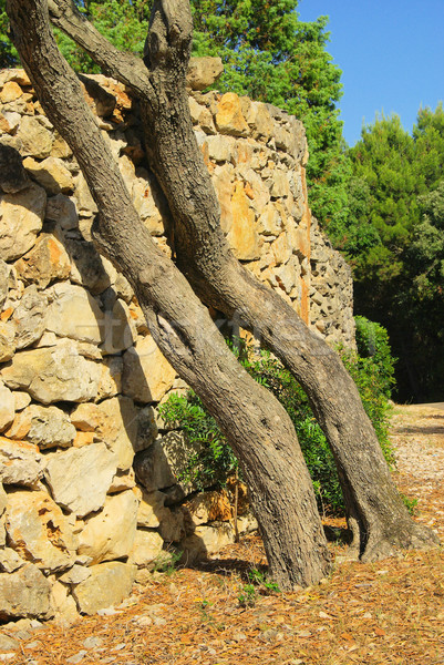 Olivo muro albero oliva caldo giallo Foto d'archivio © LianeM