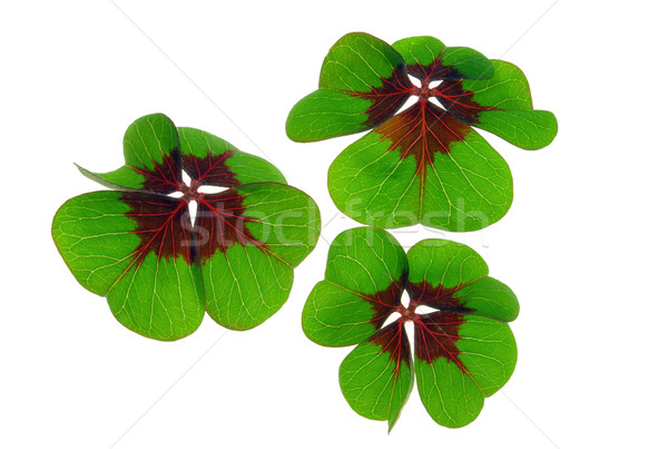 four leafed clover 26 Stock photo © LianeM