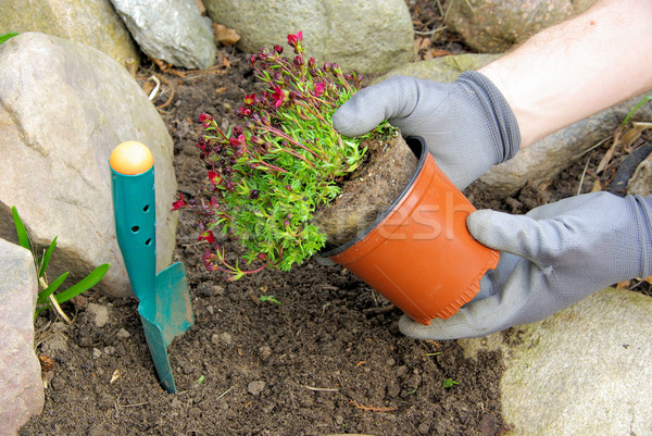 planting a saxifraga bryoides  Stock photo © LianeM