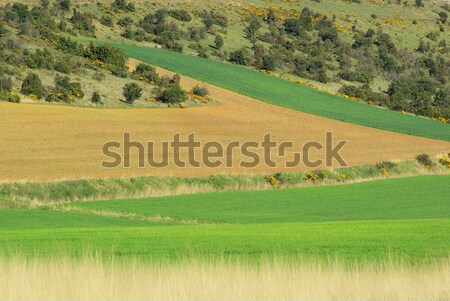 области трава горные лет зеленый фермы Сток-фото © LianeM