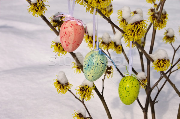 Strauch Ostern Zeit Schnee Blume Garten Stock foto © LianeM