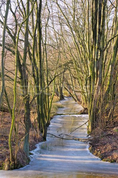 Spree Forest in winter 01 Stock photo © LianeM