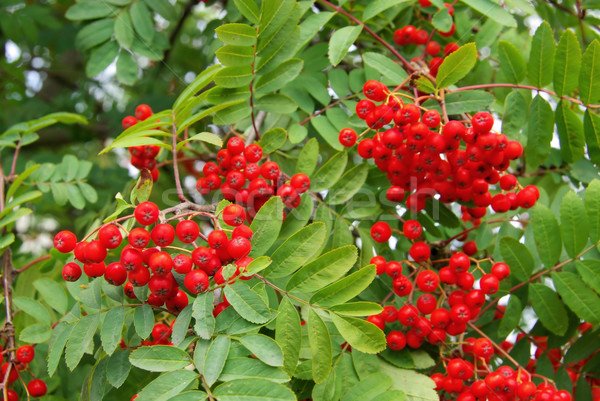 17 boom vruchten groene bladeren plant Stockfoto © LianeM