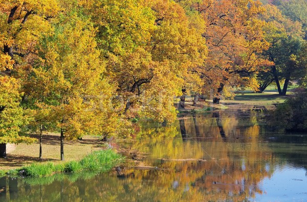 Chêne automne arbre feuille arbres été [[stock_photo]] © LianeM