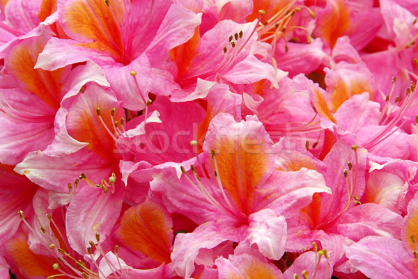 Azalée jardin fond usine rose fleur [[stock_photo]] © LianeM
