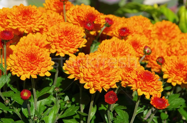 Chrysant schoonheid oranje groene patroon macro Stockfoto © LianeM