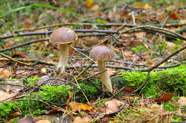 Foto d'archivio: Betulla · boletus · foresta · verde · caduta · funghi