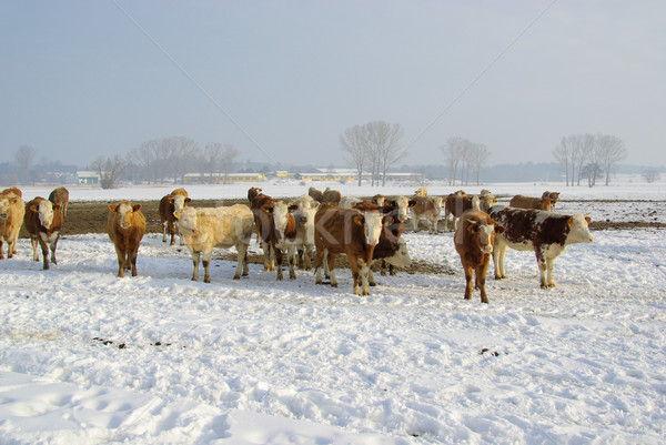 cow  Stock photo © LianeM