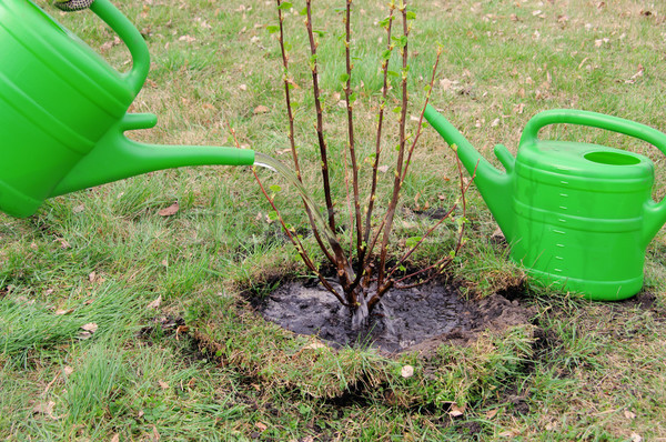 watering a shrub 07 Stock photo © LianeM