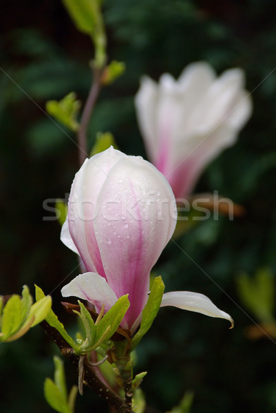 magnolia 10 Stock photo © LianeM