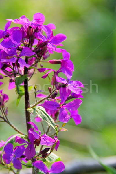 Ehrlichkeit 12 Wald Blatt Garten Stock foto © LianeM