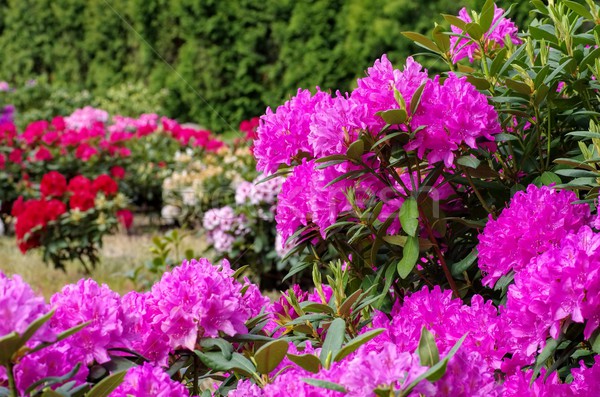 Rhododendron plants in spring Stock photo © LianeM