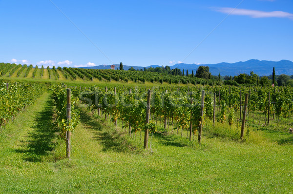 Friaul vineyards in summer Stock photo © LianeM