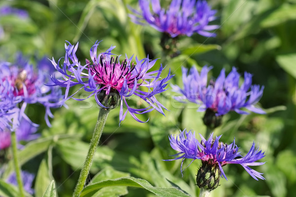 Bleuet Montana fleur printemps jardin [[stock_photo]] © LianeM