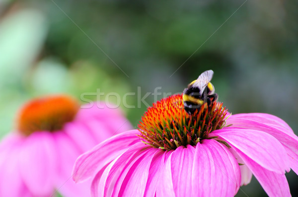 Purple Coneflower 40 Stock photo © LianeM