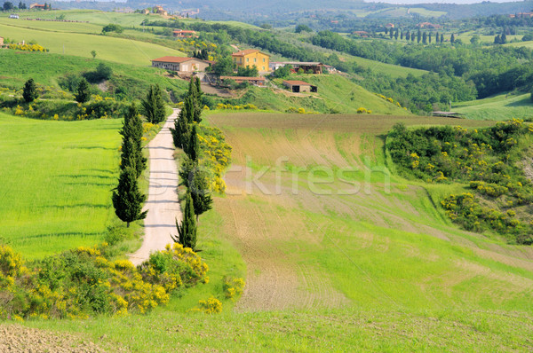 Foto stock: Ciprés · cielo · paisaje · árboles · verde · azul