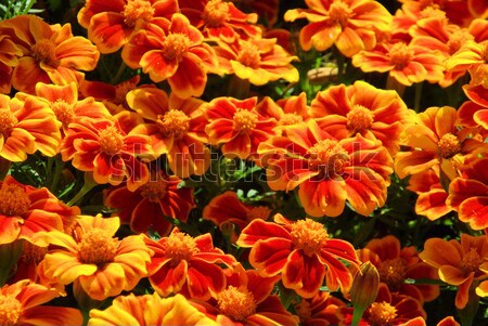 18 achtergrond zomer oranje groene Rood Stockfoto © LianeM
