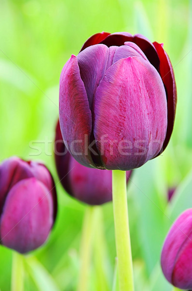 Imagine de stoc: Lalea · violet · Paşti · frunze · fundal · verde