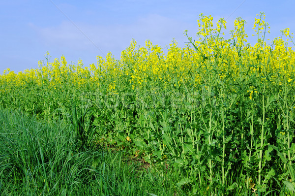 Rapeseed 49 Stock photo © LianeM