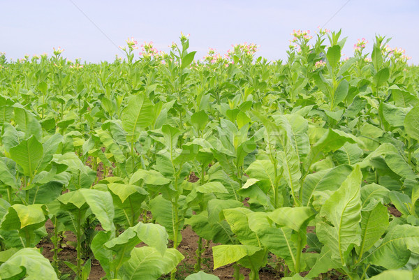 Bewerkt tabak 14 blad veld planten Stockfoto © LianeM