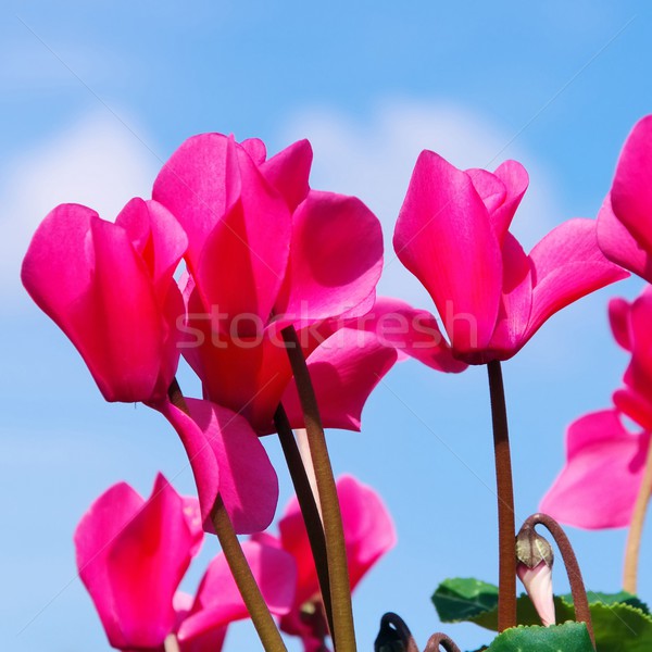 cyclamen Stock photo © LianeM