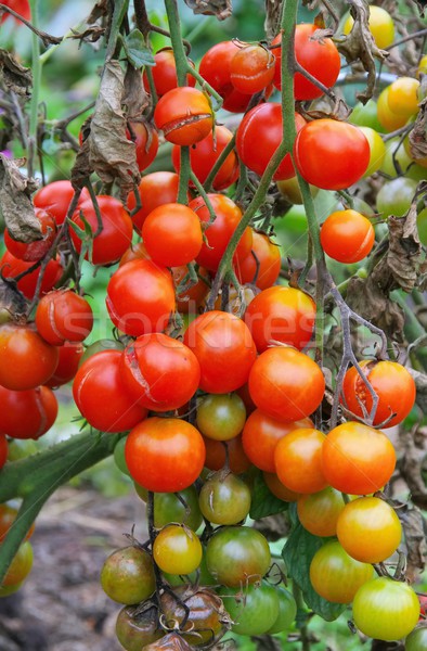 Stock photo: tomato late blight 
