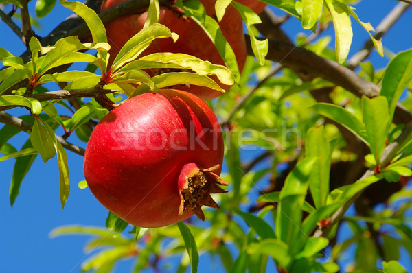 pomegranate 23 Stock photo © LianeM