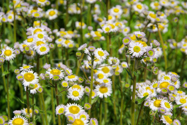 Stock photo: Robins Plantain 01