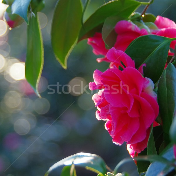 Japanese camellia 04 Stock photo © LianeM