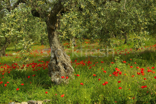Papavero olivo fiore albero campo rosso Foto d'archivio © LianeM