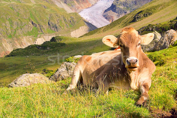 alp cow 22 Stock photo © LianeM