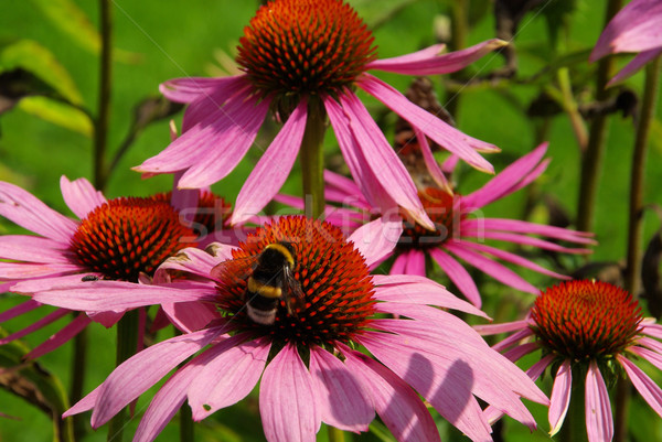 Purple Coneflower 36 Stock photo © LianeM