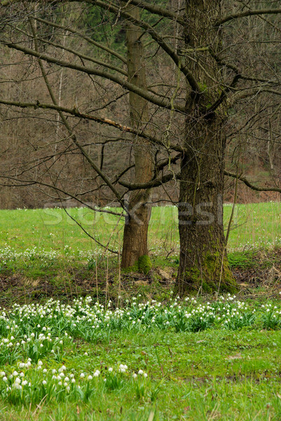 wild daffodil 37 Stock photo © LianeM