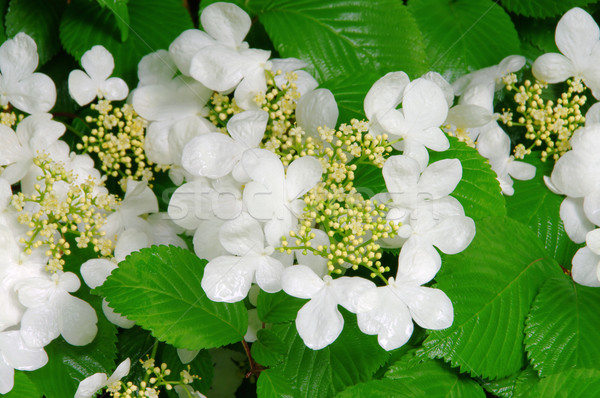 Hortensia 03 Stock photo © LianeM